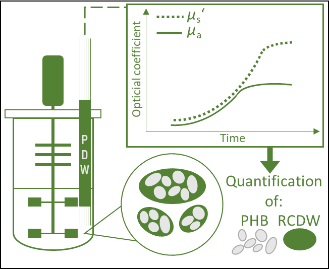 Graphical abstract